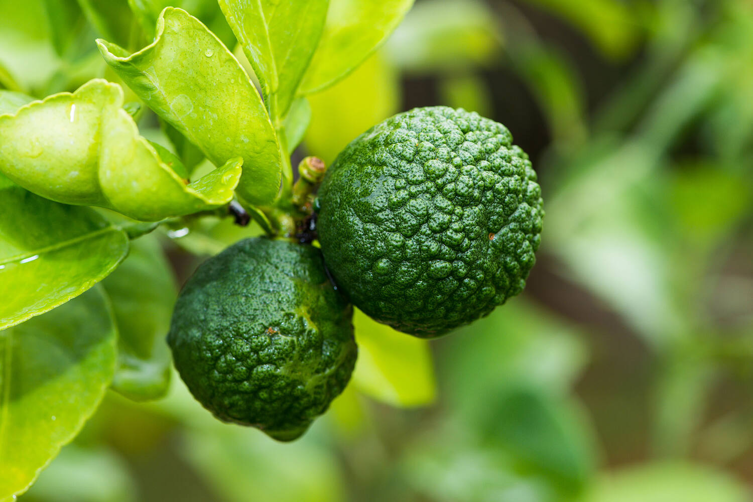 Kaffier limes doos 2kg stuk